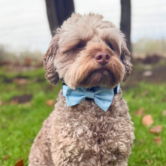 Dog Bow Tie - Pastel Blue