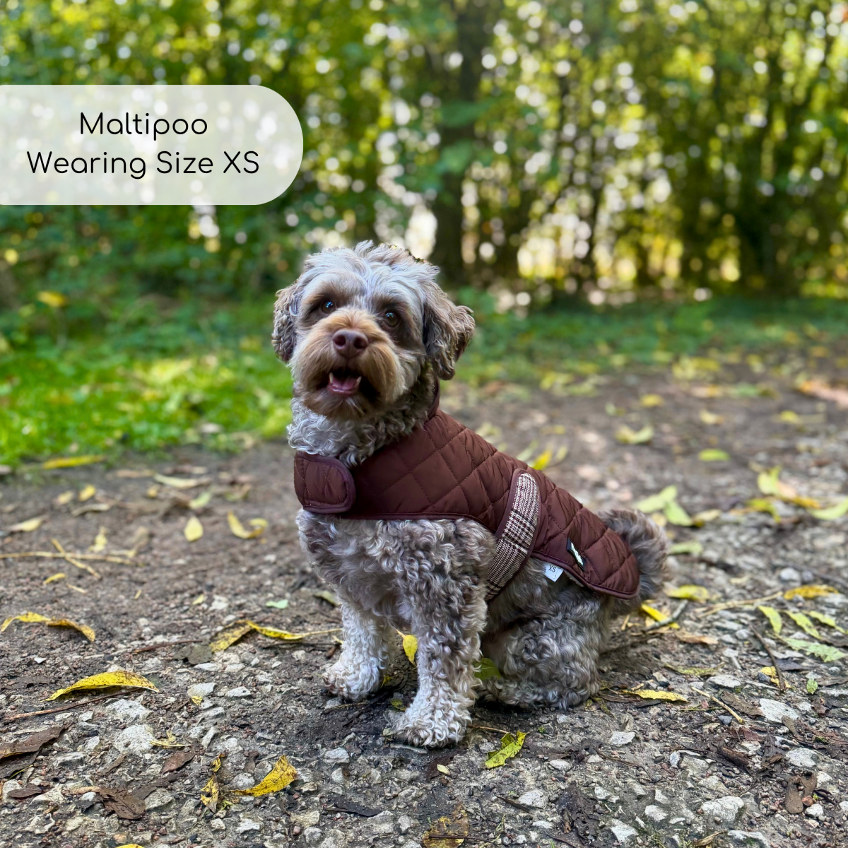 Quilted Dog Coat - Foxbury Plaid