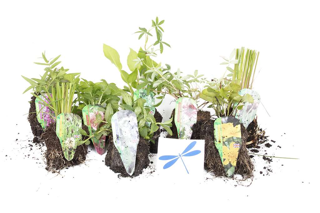 Lincolnshire Pond Plants dragonflies & damselflies  Marginal 8 Pack - DD801