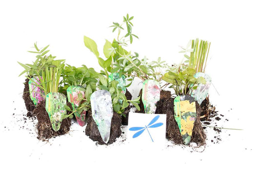 Lincolnshire Pond Plants dragonflies & damselflies  Marginal 8 Pack - DD801