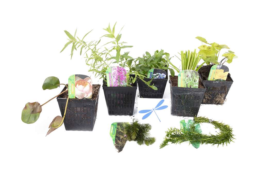 Lincolnshire Pond Plants dragonflies & damselflies Pack Potted - DDPL02