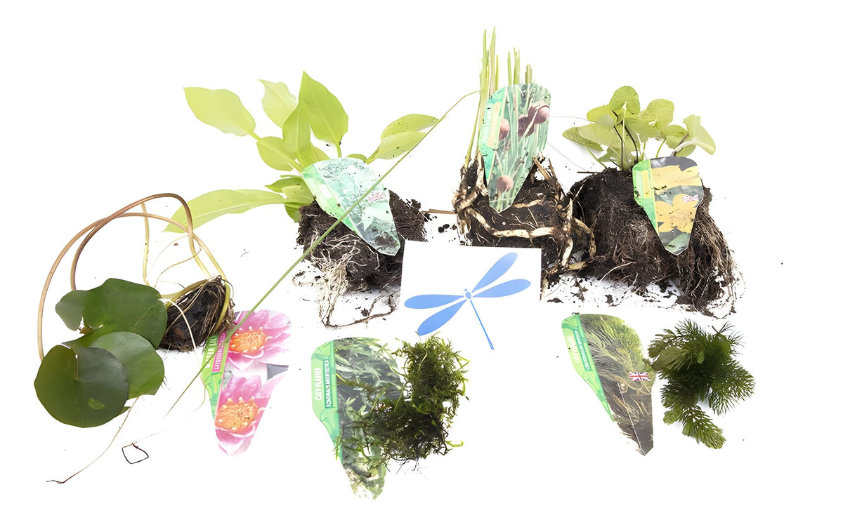 Premium Pond Starter Packs - Pond topup Packs - Oxygenating - Compost and Pots