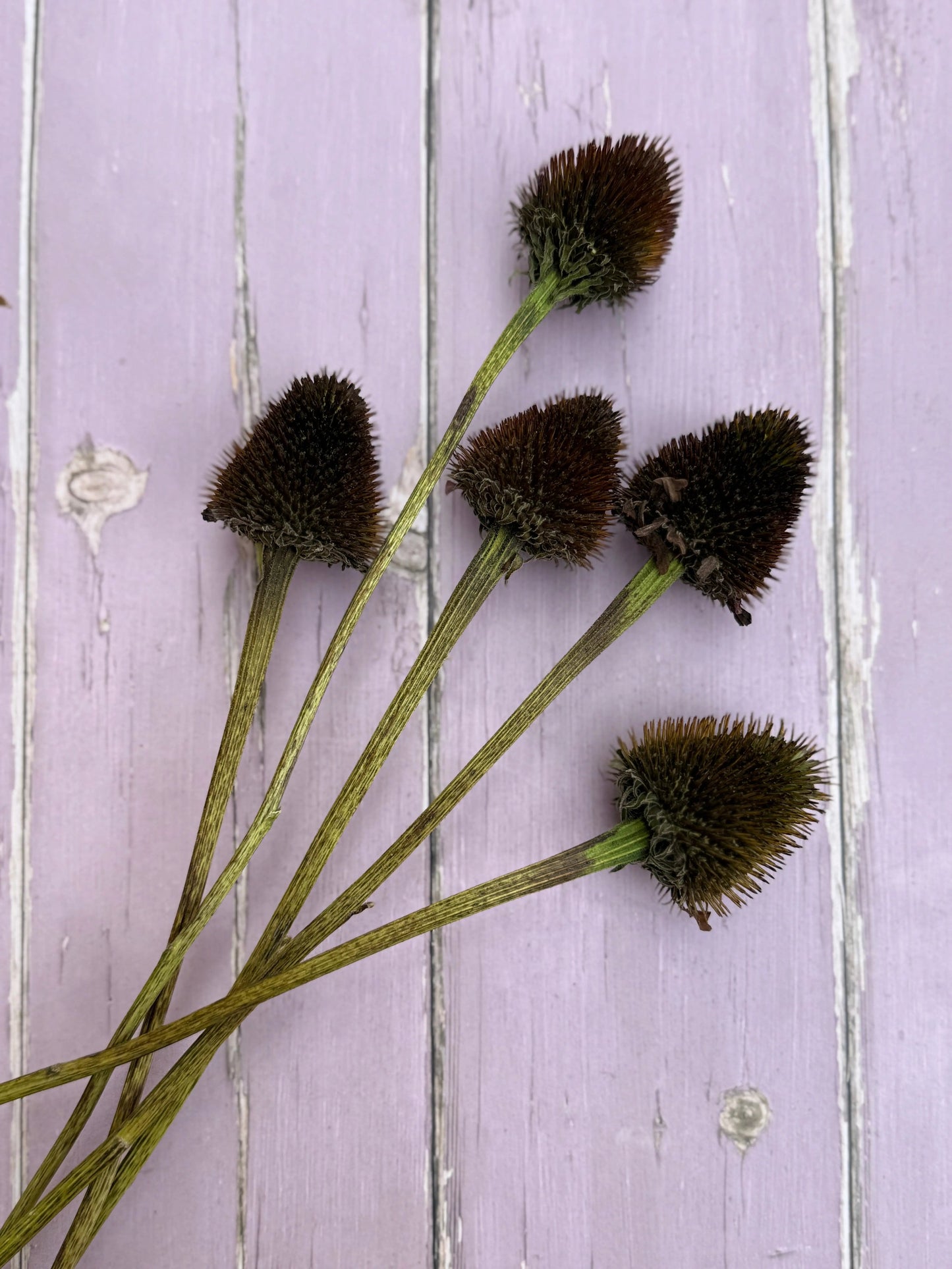 Echinacea Cones Dried