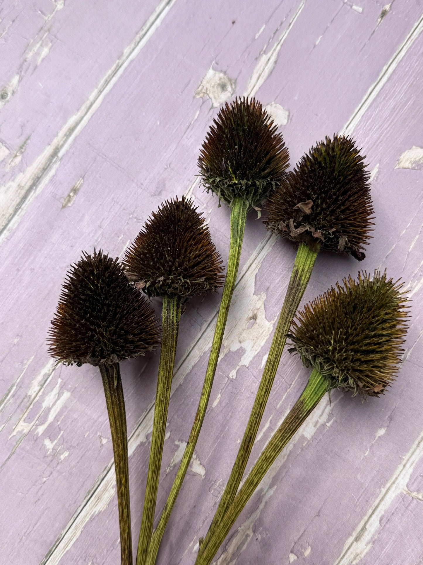 Echinacea Cones Dried