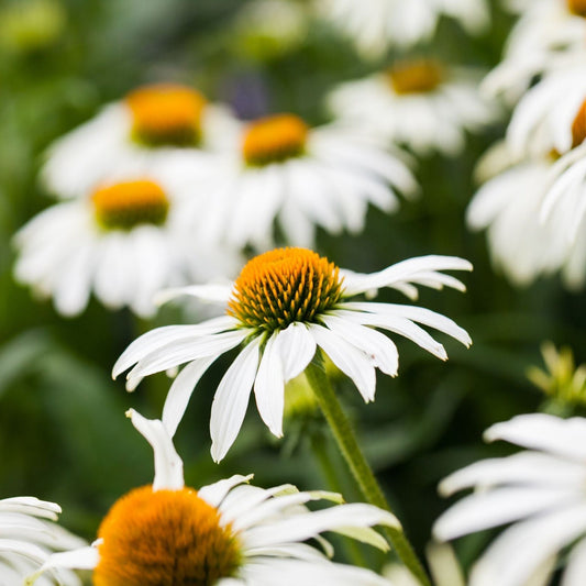 Echinacea purpurea 'White Swan' 9cm / 2L