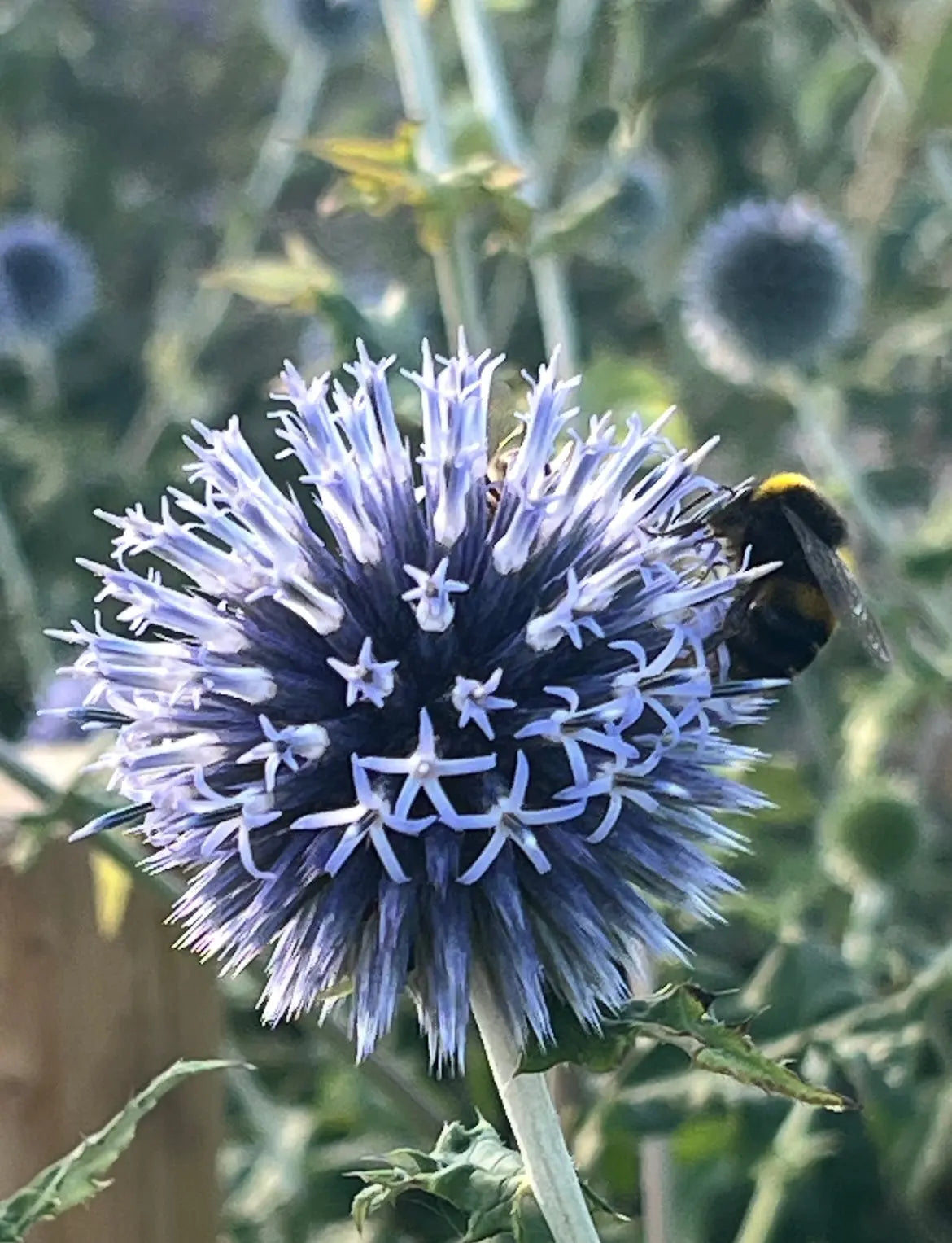 Echinops ritro Veitch's Blue