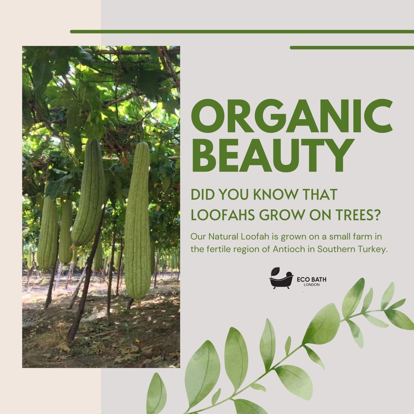 Eco Bath London Natural Loofah Bath Scrubber