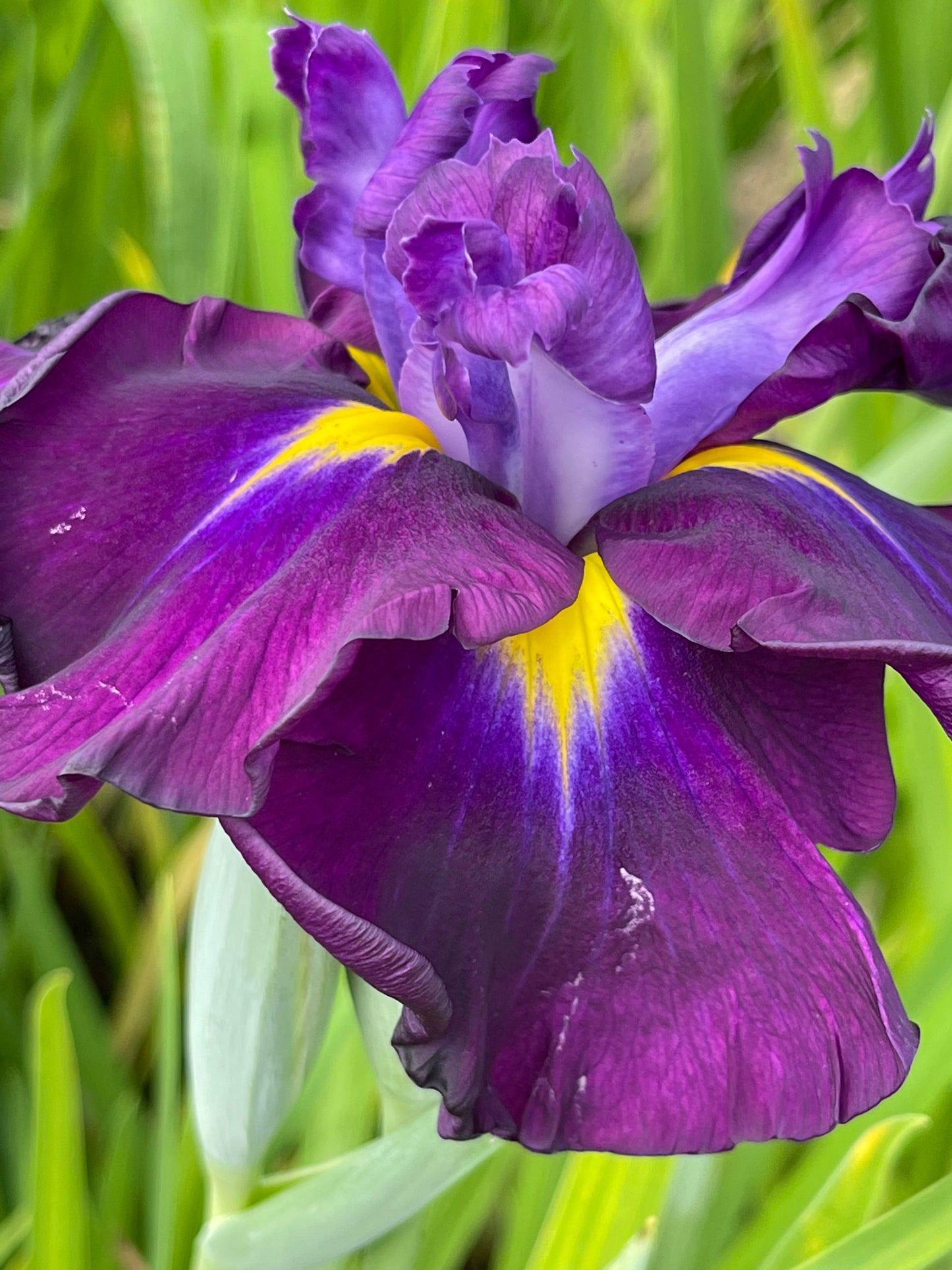 Iris ensata "Eileens Dream" - Marginal Pond Plants - BP055