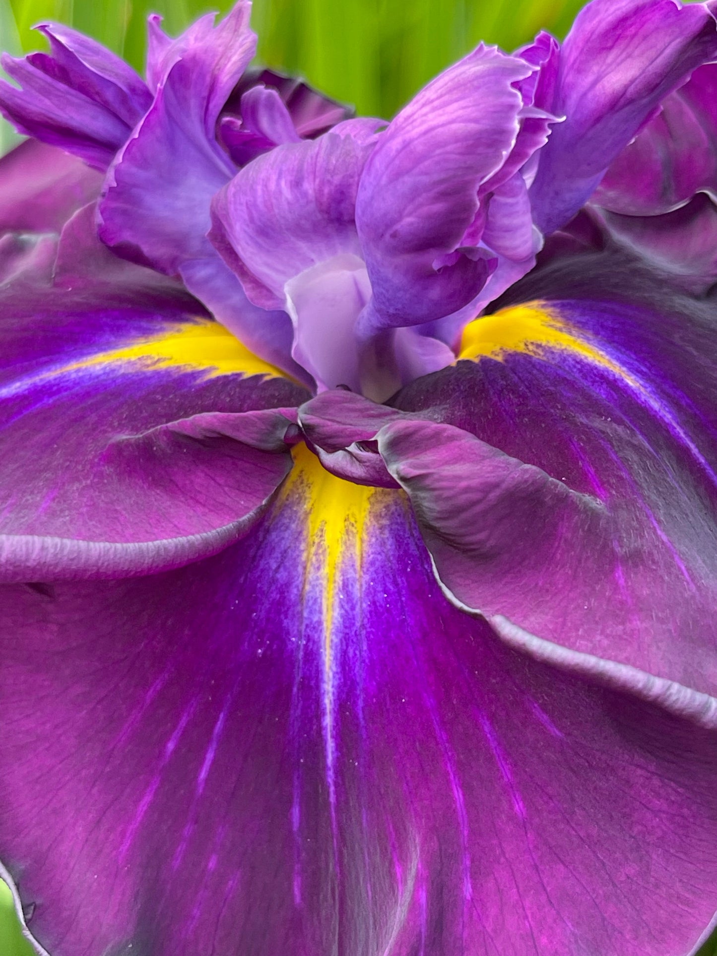 Iris ensata "Eileens Dream" - Marginal Pond Plants - BP055