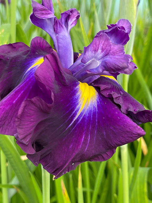 Iris ensata "Eileens Dream" - Marginal Pond Plants - BP055