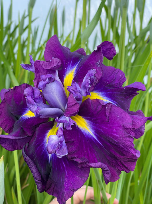 Iris ensata "Eileens Dream" - Marginal Pond Plants - BP055