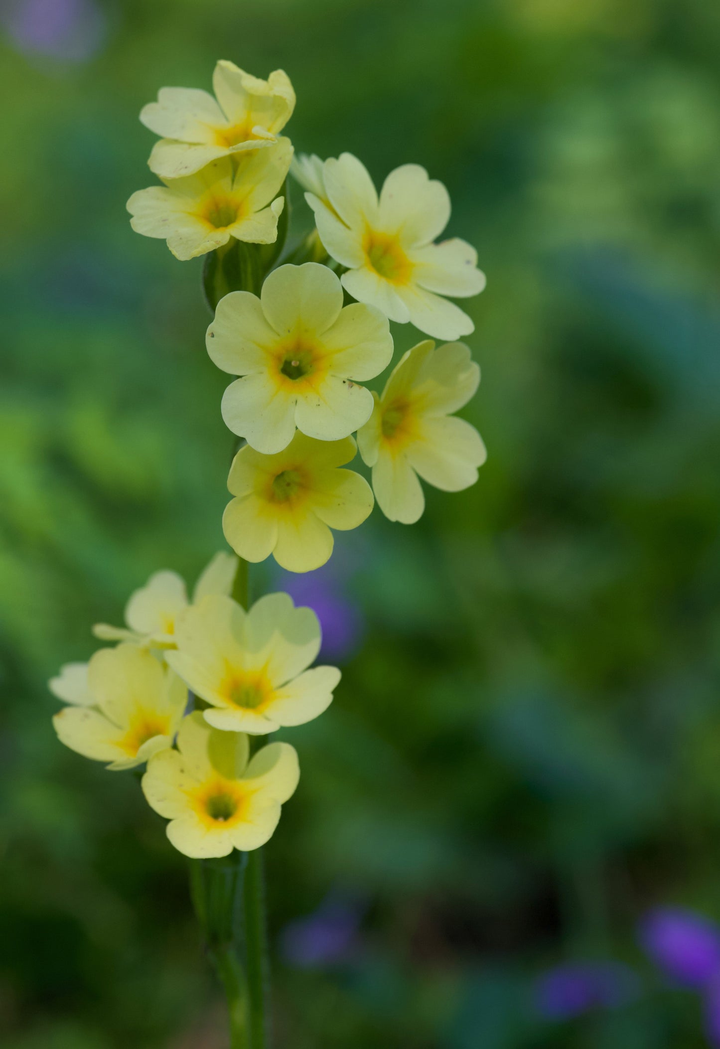 Primula Elatior - Marginal Pond Plants - BP096