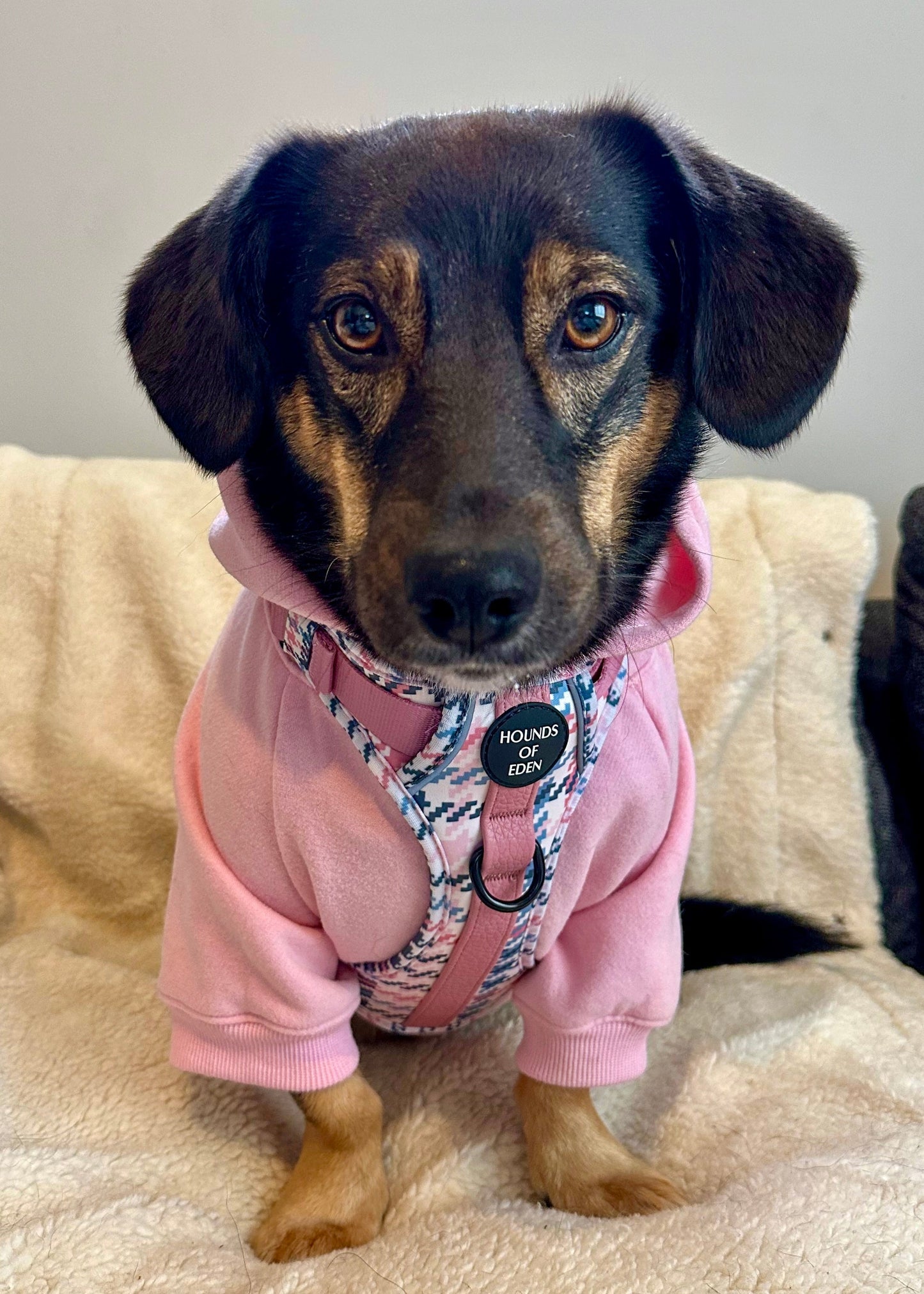 Dog Hoodie - Sky Blue