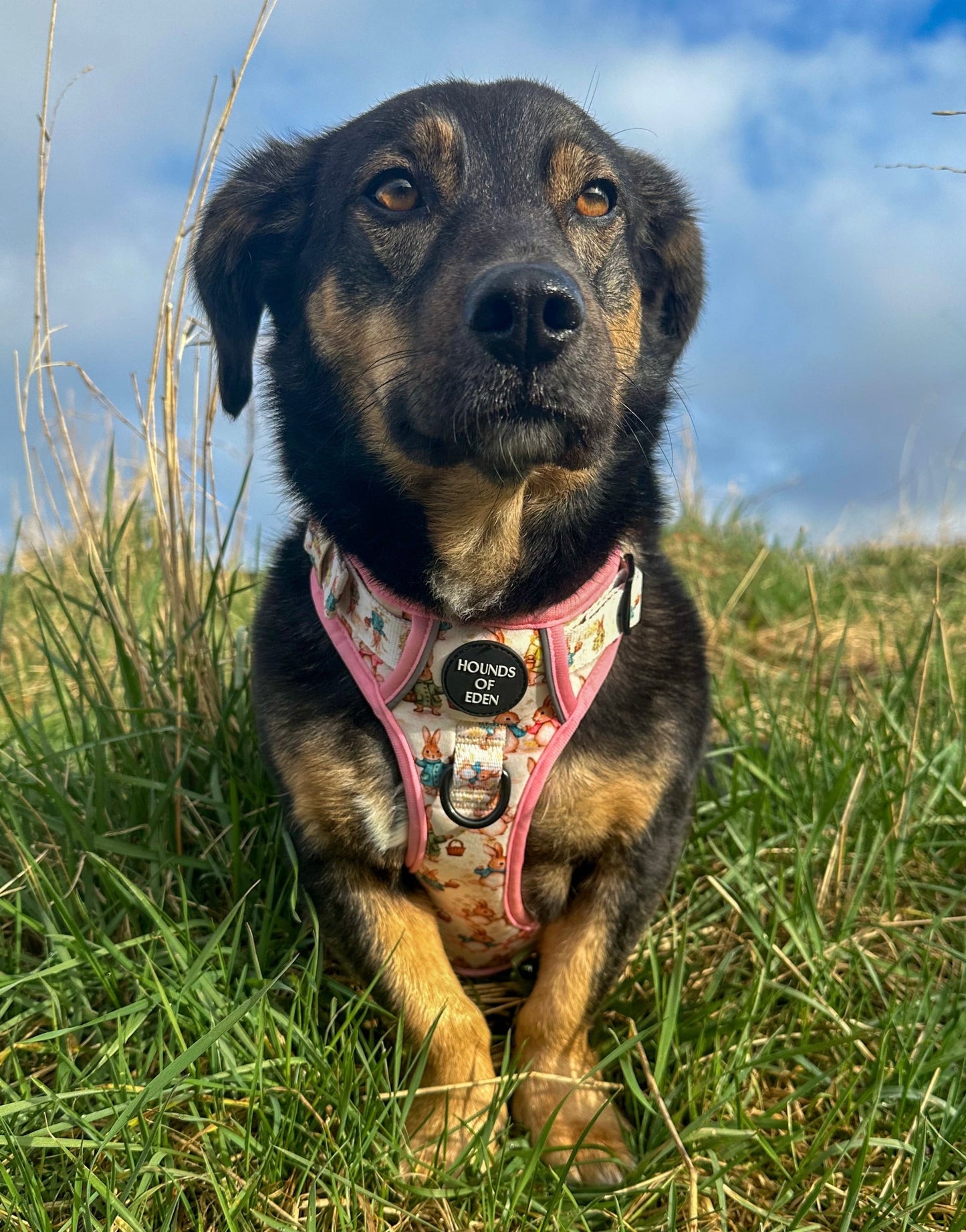 Bunny Tales - Pink, Dog Supaw Strong™ Lite Harness (XS-XL)