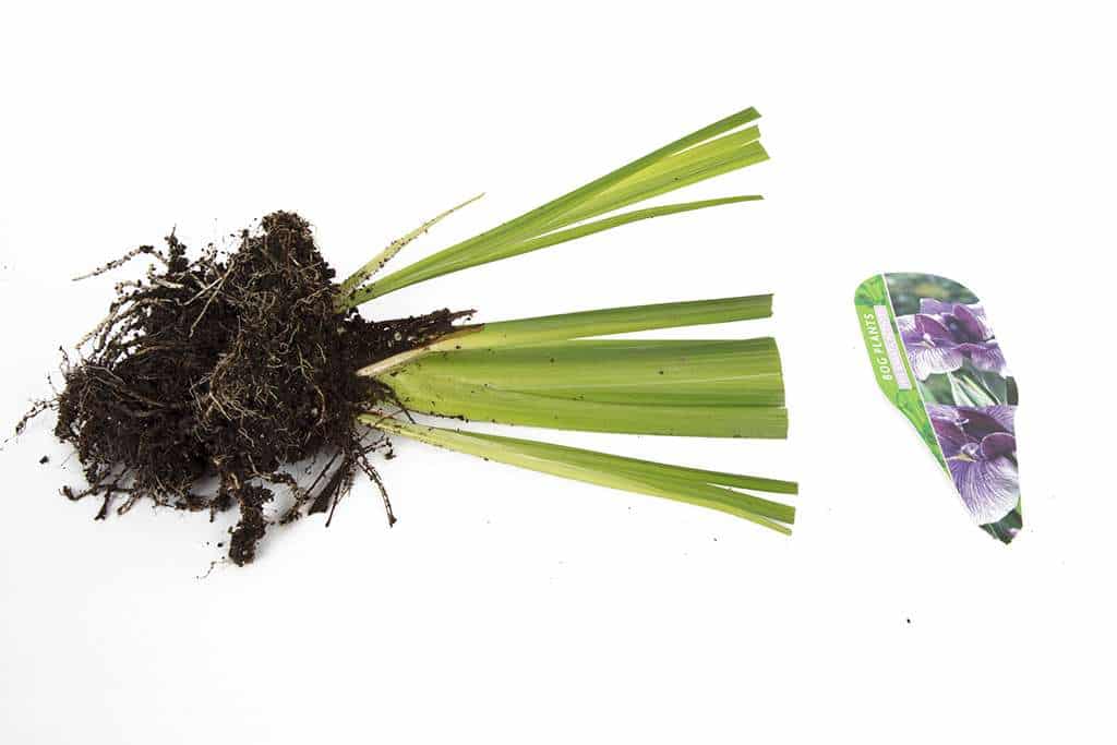 Iris ensata Activity - Marginal Pond Plants - BP051