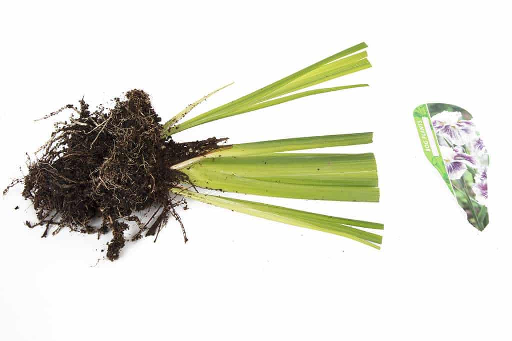 Iris Ensata Angel Mountain - Marginal Pond Plants - BP052