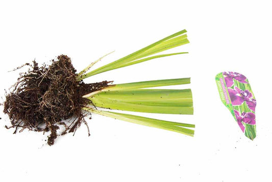 Iris ensata ‘Crystal Halo’ - Marginal Pond Plants - BP052A