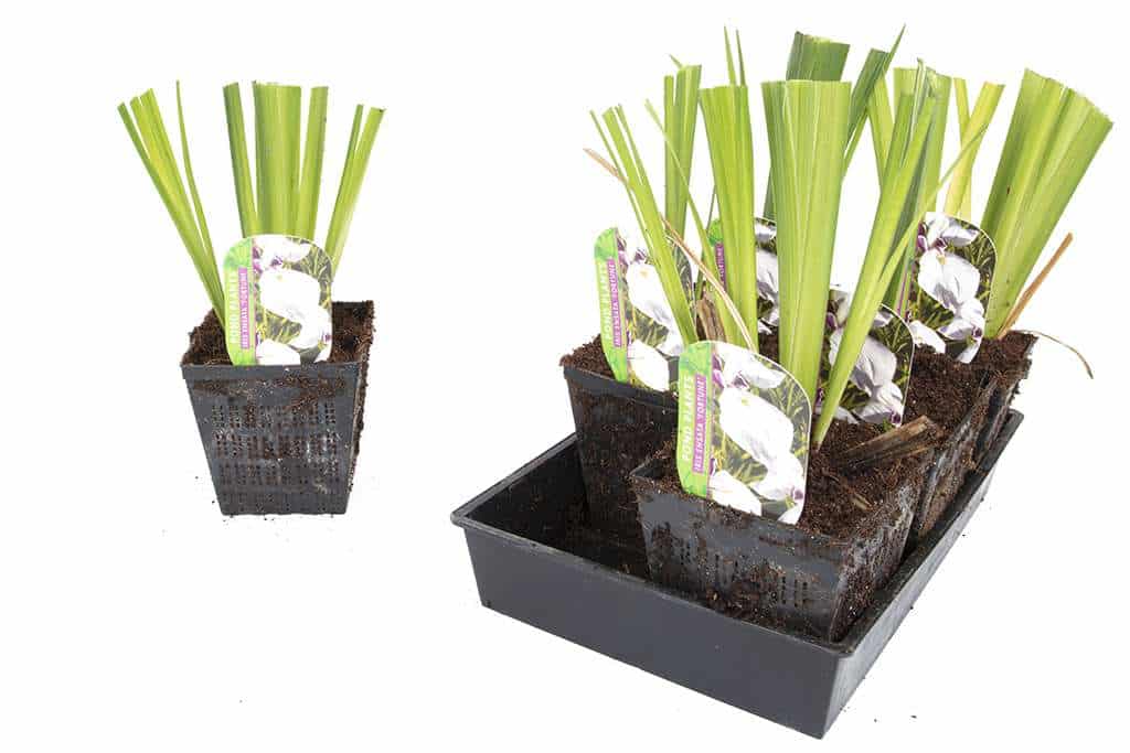 Iris ensata 'Fortune' - Marginal Pond Plants - BP059