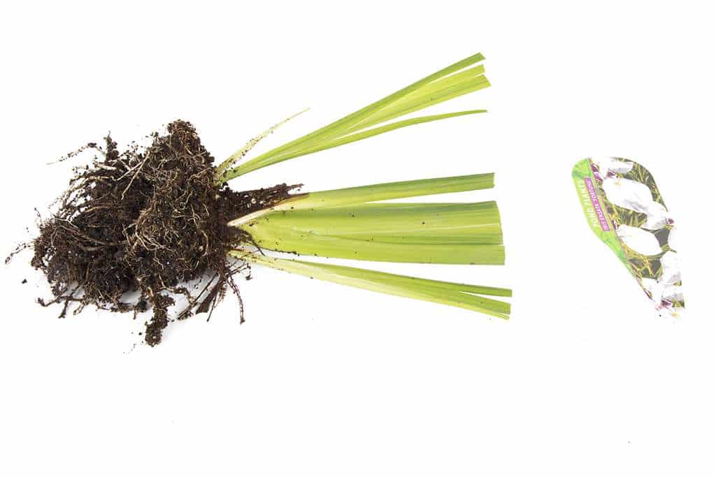 Iris ensata 'Fortune' - Marginal Pond Plants - BP059