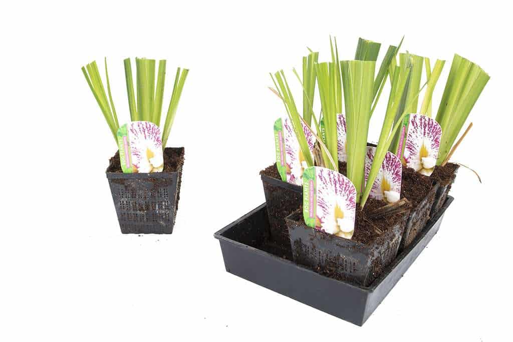 Iris Ensata "Freckled Geisha" - Marginal Pond Plants - BP058