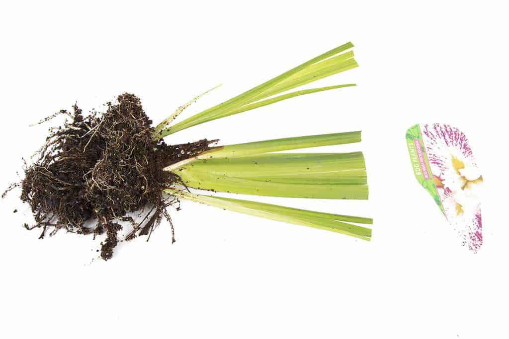 Iris Ensata "Freckled Geisha" - Marginal Pond Plants - BP058