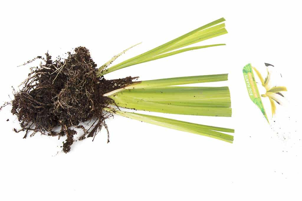 Iris ensata 'Goldbound' - Marginal Pond Plants - BP062