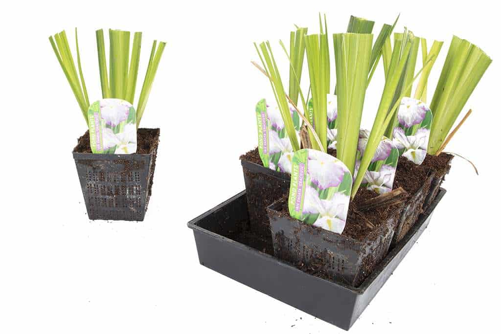 Iris ensata 'Gracieuse' - Marginal Pond Plants - BP060