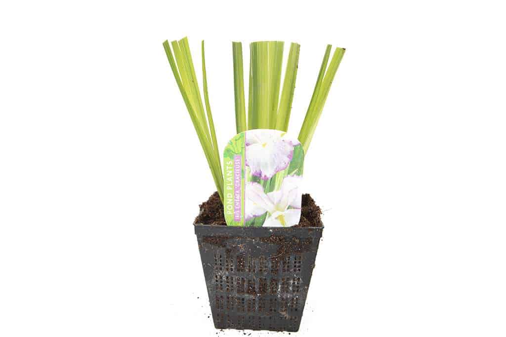 Iris ensata 'Gracieuse' - Marginal Pond Plants - BP060
