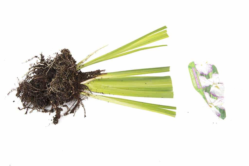 Iris ensata 'Gracieuse' - Marginal Pond Plants - BP060