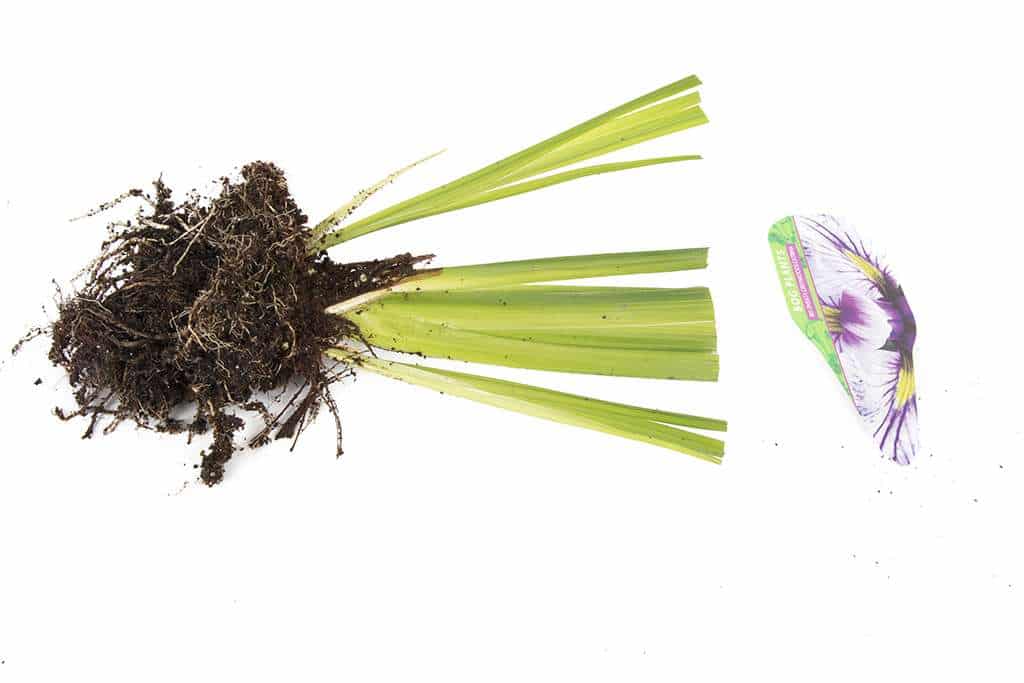 Iris ensata 'Greywoods Catrina' - Marginal Pond Plants - BP061