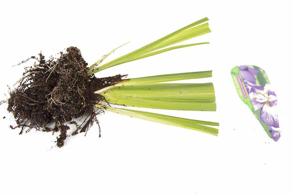 Iris ensata 'Harlequinesque' - Marginal Pond Plants - BP063