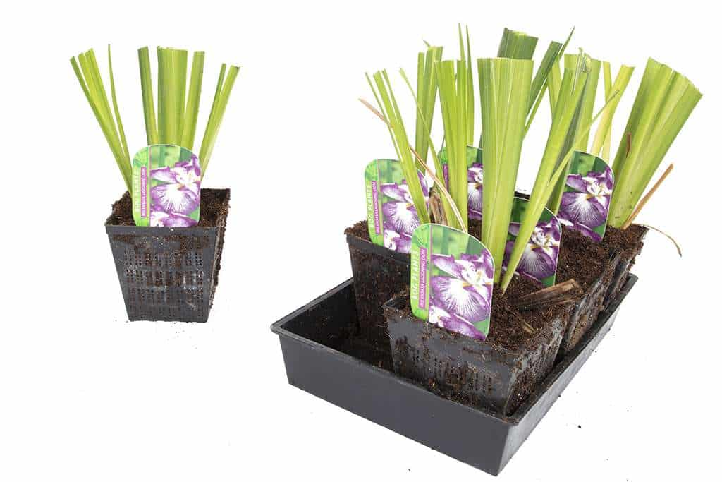 Iris ensata 'Laughing Lion' - Marginal Pond Plants - BP065