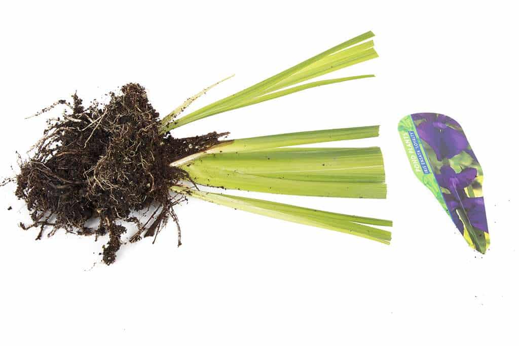 Iris ensata 'Loyalty' - Marginal Pond Plants - BP064