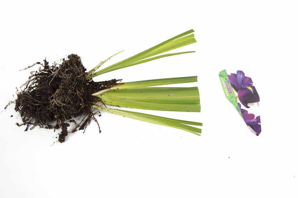 Iris ensata (Iris kaempferi) - Marginal Pond Plants - BP049