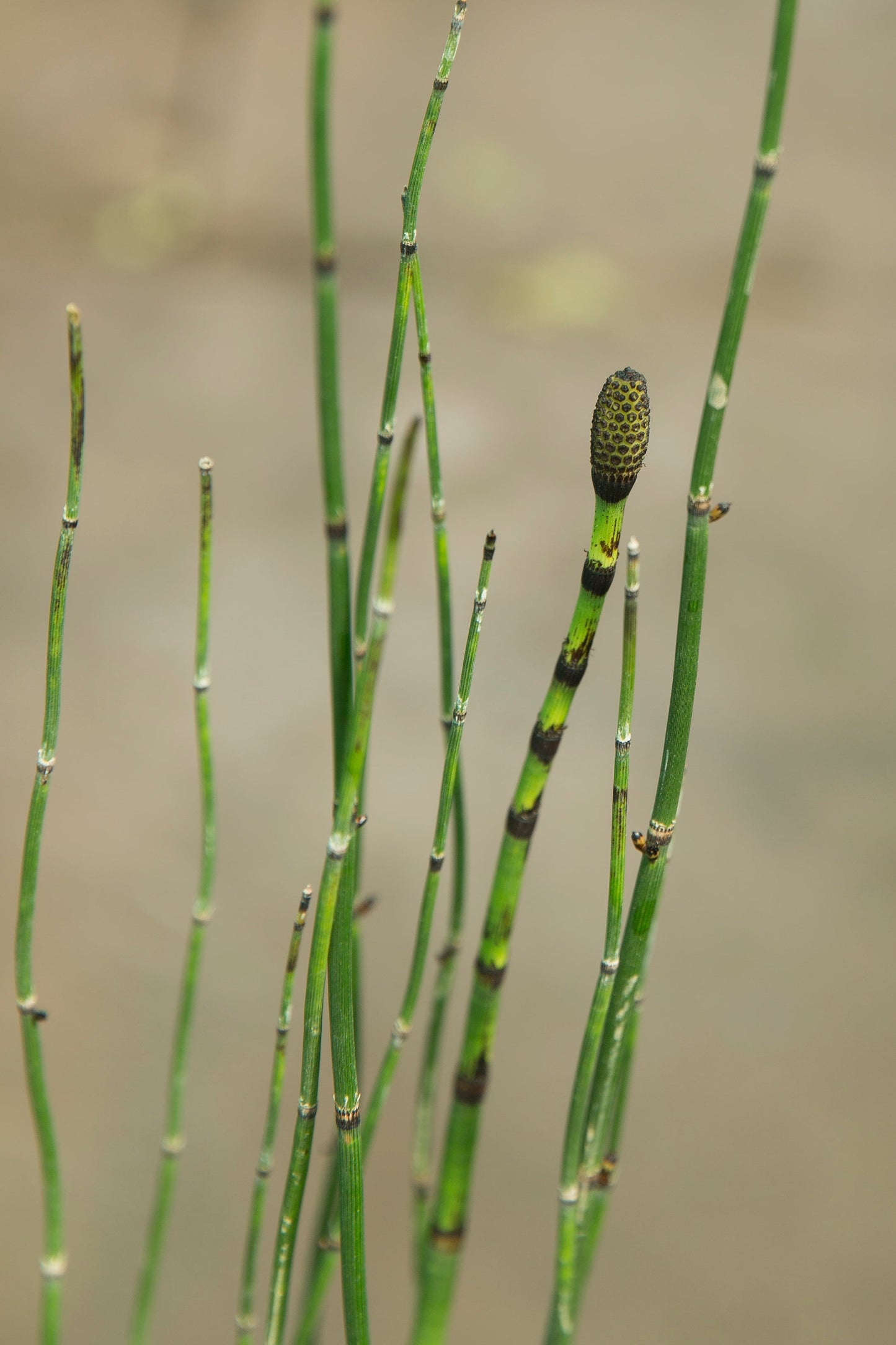 Equisetum hyemale (Dutch rush) - Marginal Pond Plants - MP035