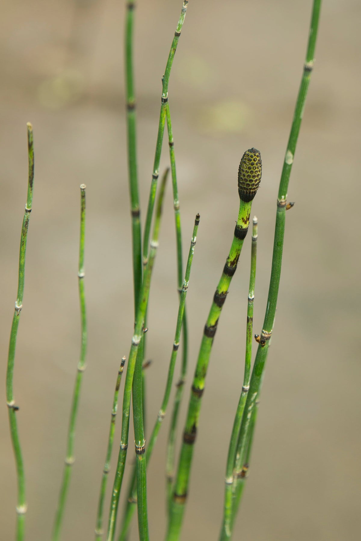 Equisetum hyemale (Bargain)