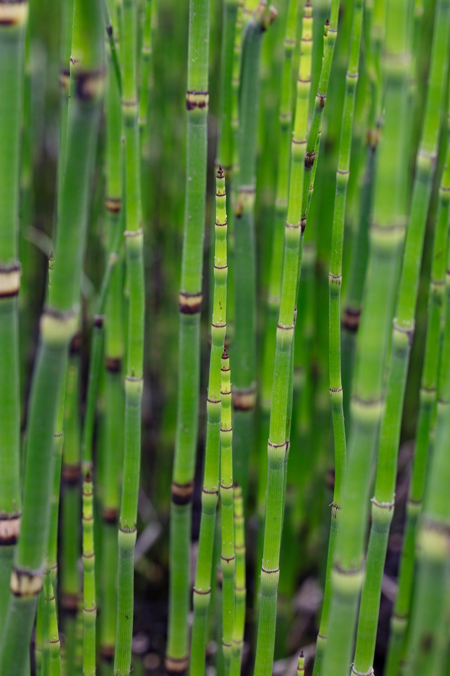 Equisetum hyemale (Dutch rush) - Marginal Pond Plants - MP035