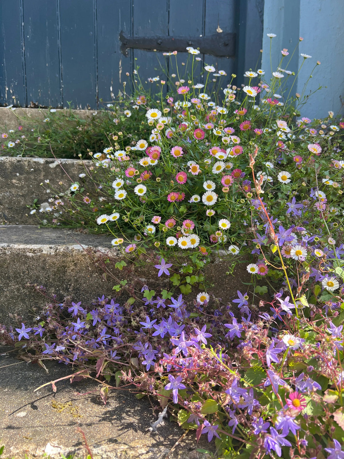 Erigeron karvinskianus Profusion