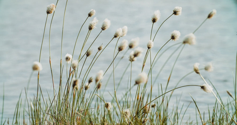 Eriophorum angustifolium (Cotton grass) - Marginal Pond Plants - MBP035