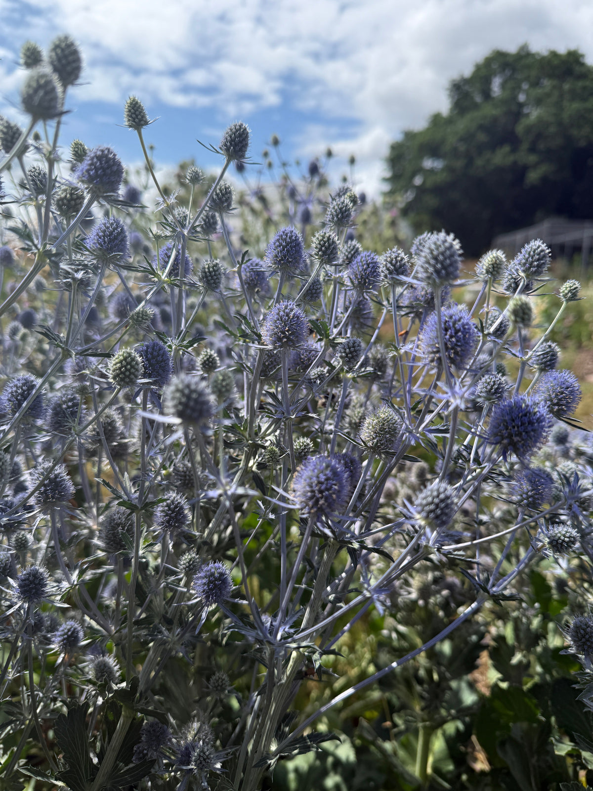 Eryngium (Sea Holly)