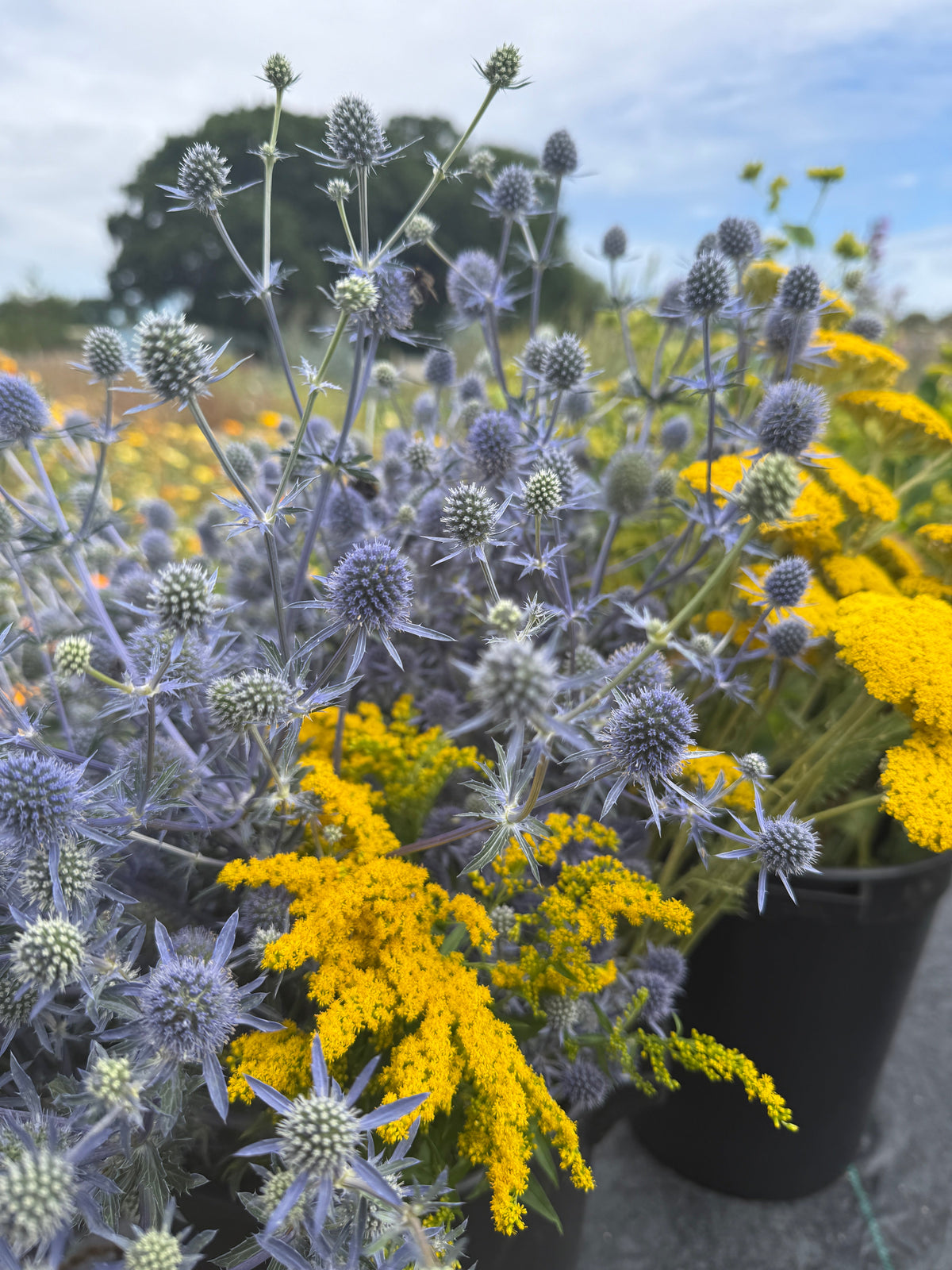 Eryngium (Sea Holly)