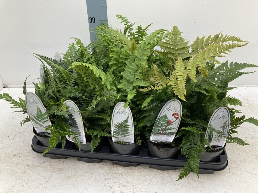 Mix of 3 Ferns 11cm / 2L / 3L