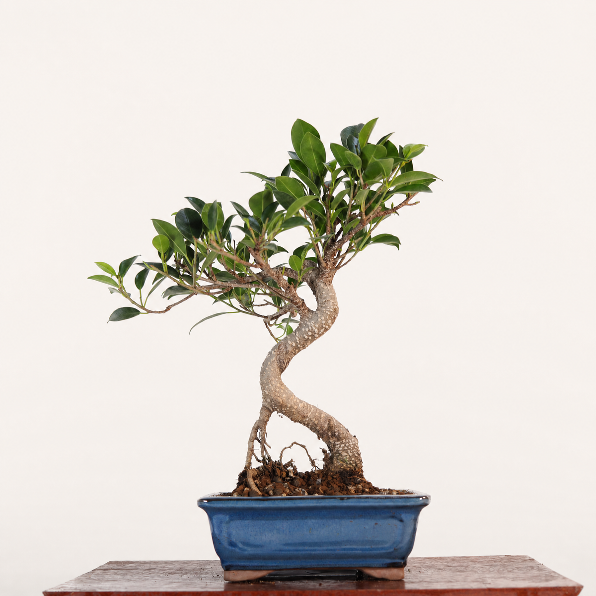 Ficus Microcarpa (Banyan Fig) Indoor Bonsai Tree | Shaped | In 16cm Pot | Delightful Gift