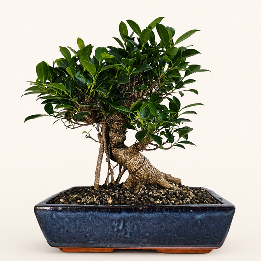 Ficus Microcarpa (Banyan Fig) Large Indoor Bonsai Tree | Shaped | In 35cm Pot