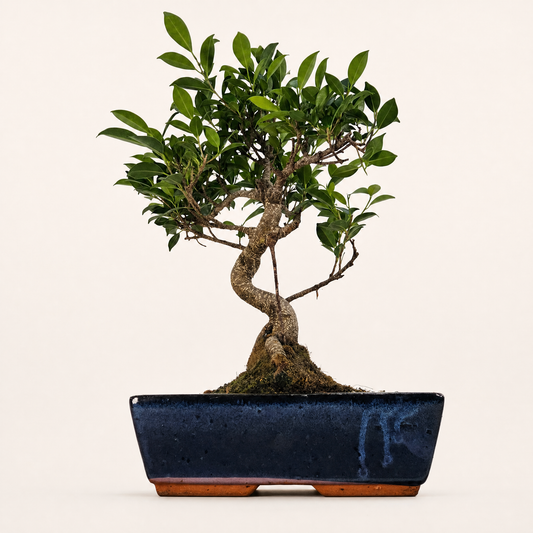 Ficus Microcarpa (Banyan Fig) Indoor Bonsai Tree | Shaped | In 30cm Pot