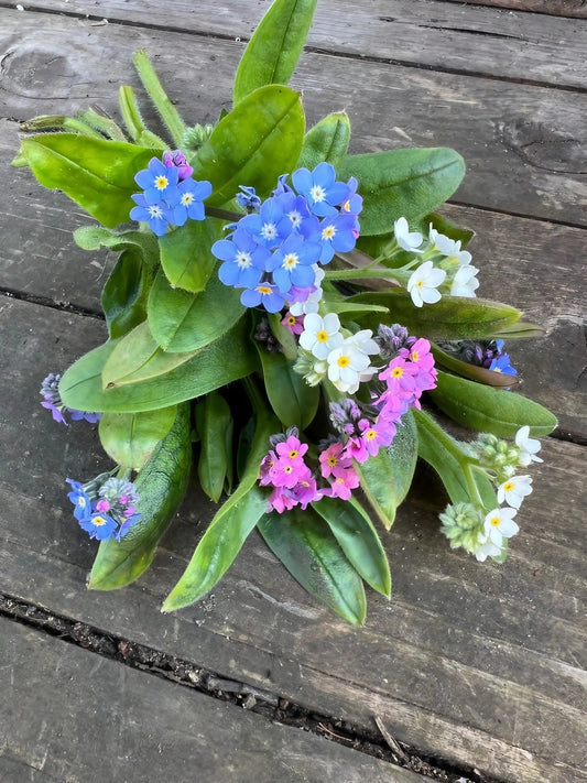 Forget-me-not Victoria Mixed