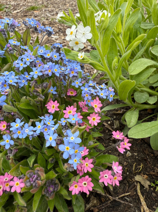 Forget-me-not Victoria Mixed