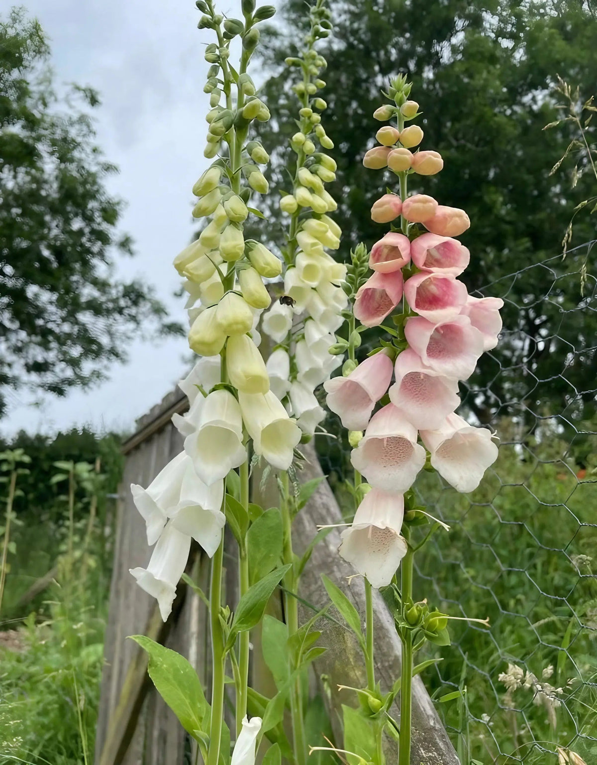 Foxglove Bishy Barnabee Mix