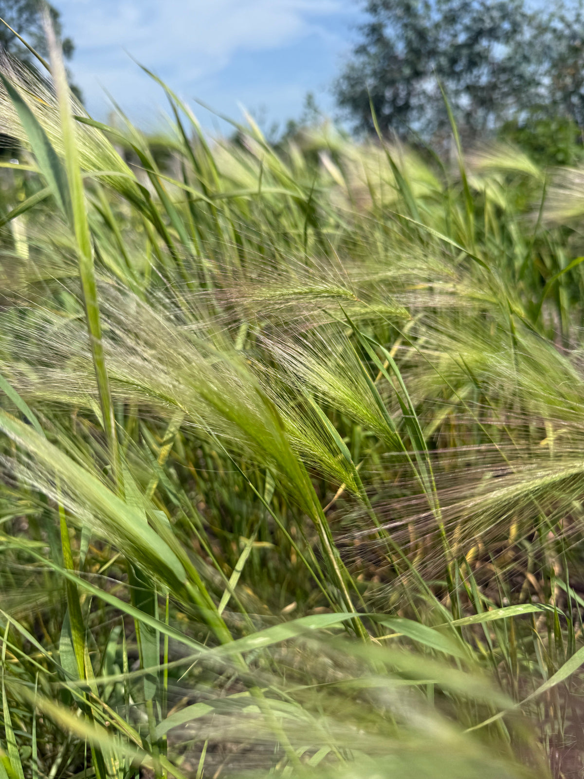 Foxtail Barley (Hordeum Jubatum)