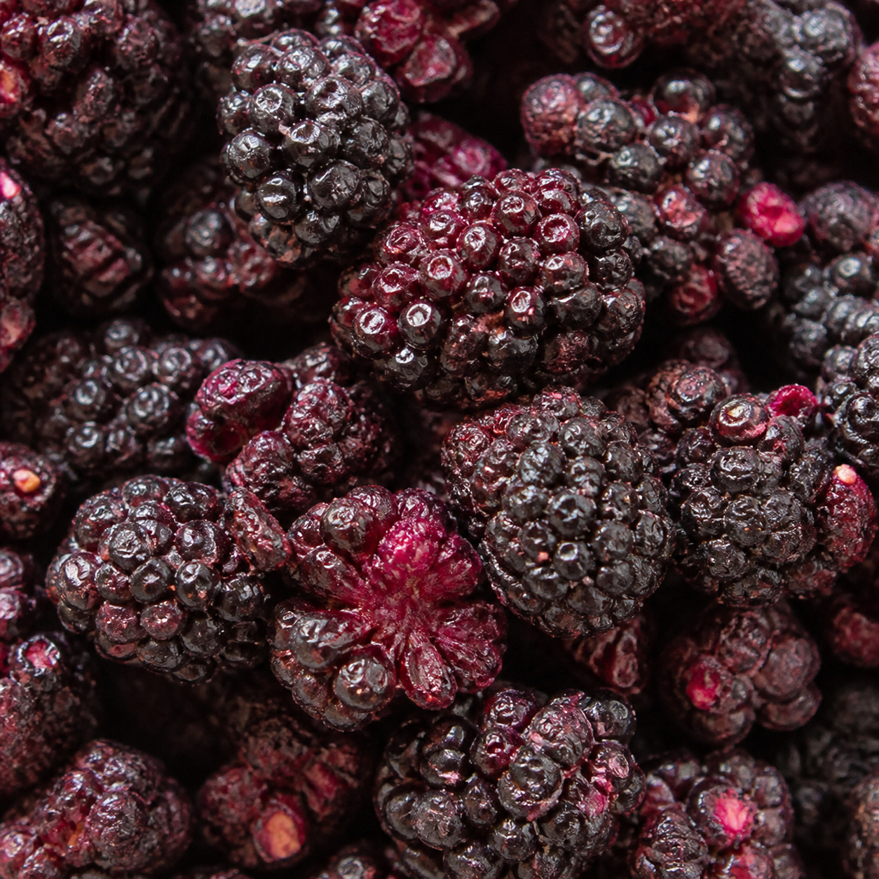 Freeze Dried Blackberries